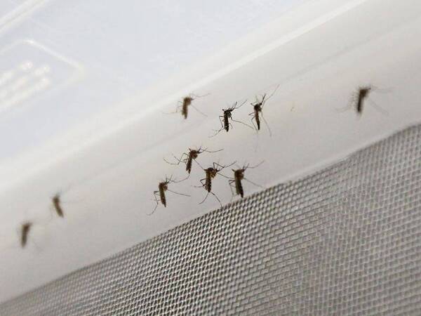Crónica / Raudal en central trajo una ¡invasión de mosquitos!