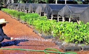 Produjeron casi 100.000 mudas para proyectos socioambientales