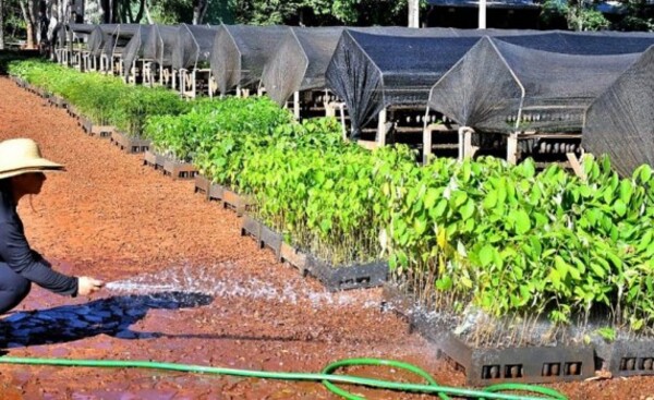 Produjeron casi 100.000 mudas para proyectos socioambientales