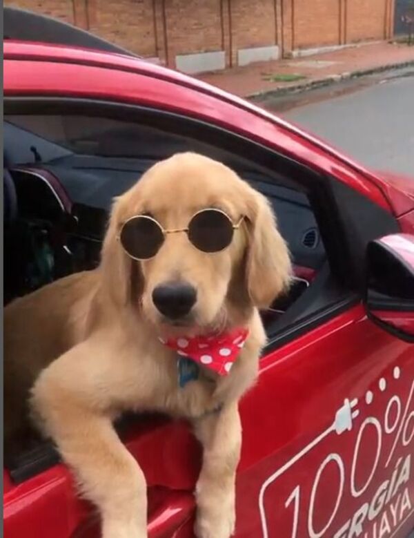 Mauli, la viral historia de la perrita que acompaña a su dueño en sus viajes de Uber - Mascotas - ABC Color