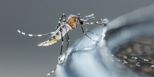 Asciende a 12 la cifra de casos positivos de Dengue en el país - Megacadena — Últimas Noticias de Paraguay