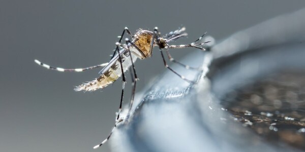 Asciende a 12 la cifra de casos positivos de Dengue en el país - Megacadena — Últimas Noticias de Paraguay