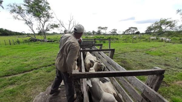 En San Pedro inmunizaron a unas 1.200.000 cabezas de ganado contra la fiebre aftosa