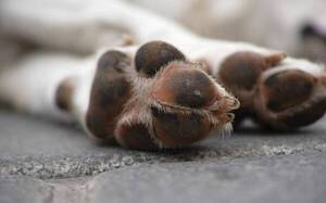 Crueldad animal: Infeliz mató a golpes a un pobre perrito