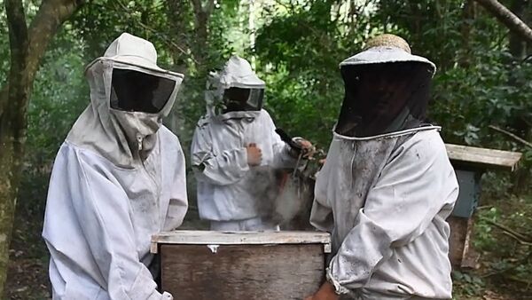 Apicultores generan renta con la producción de miel en Mbaracayú