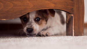 La ciencia descubre el misterio tras la irresistible mirada de los perros