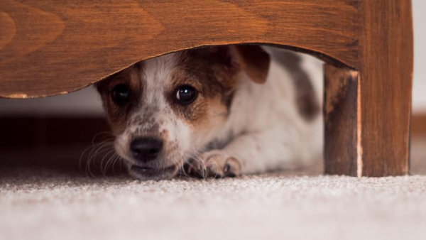 La ciencia descubre el misterio tras la irresistible mirada de los perros