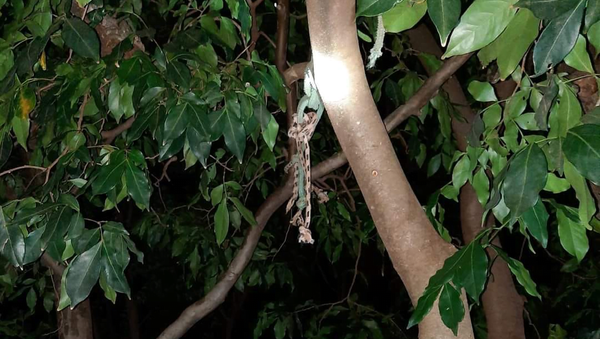 Joven se quita la vida tras discutir con su pareja - Noticiero Paraguay