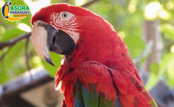 Asora busca padrinos para continuar con la recuperación de guacamayos