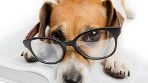 La ciencia descubre el misterio tras la irresistible mirada de los perros - El Independiente