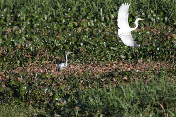 Concejal Alvarenga solicita ampliación del “Área Silvestre Protegida” en la costanera de Asunción
