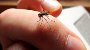 Diario HOY | Instan a tomar medidas de mitigación ante la ola de mosquitos a nivel país