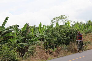 "Exitosa" reunión de productores de banano de América Latina y compradores europeos - MarketData