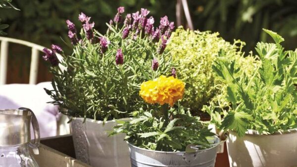 Plantas que ayudan a espantar a mosquitos