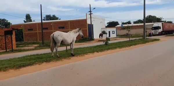 Animal suelto ocasiona accidente en la ciudad de Concepción