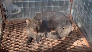 Rescatan un gato moro en Concepción