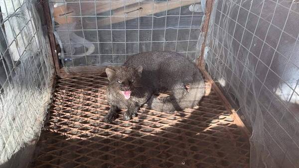 Crónica / Rescataron a un Jaguarundí o Gato Moro luego de atacar a trabajador