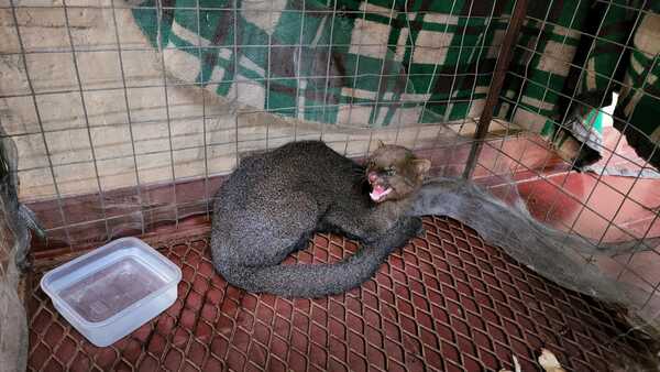 Diario HOY | Rescatan un jaguarundi y un coatí en Concepción