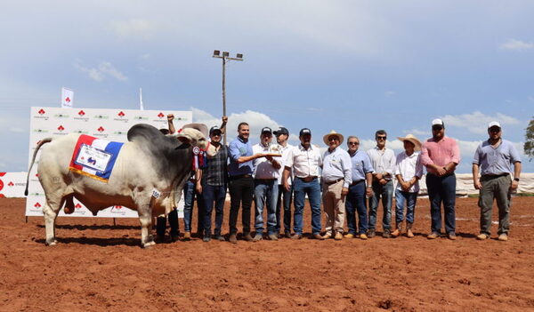 Salto Diamante y Goya S.A. lograron los Grandes Campeones en Nelore Mocho