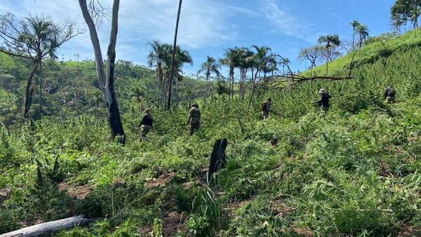Senad ocasiona pérdida de USD 435 mil al narcotráfico en Yby Yaú
