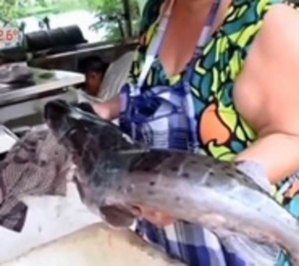 Pescado baja de precio por Semana Santa en Remanso - Paraguay.com