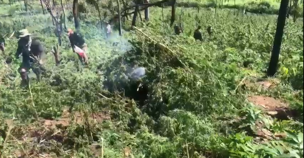 Diario HOY | Sacan de circulación más de 14 toneladas de marihuana en Yby Yaú