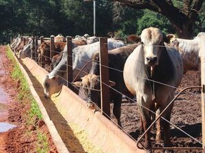 Con suba en los cuatro países, el Novillo Mercosur llegó a US$ 4,58 a la carne