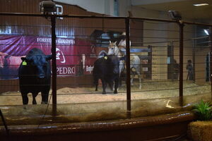 Bangor remata 60 toros y 300 vaquillas preñadas de Forestal y Ganadera Don Pedro