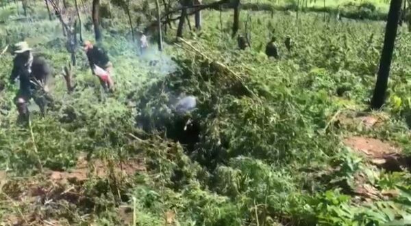 Sacan de circulación más de 14 toneladas de marihuana en Yby Yaú