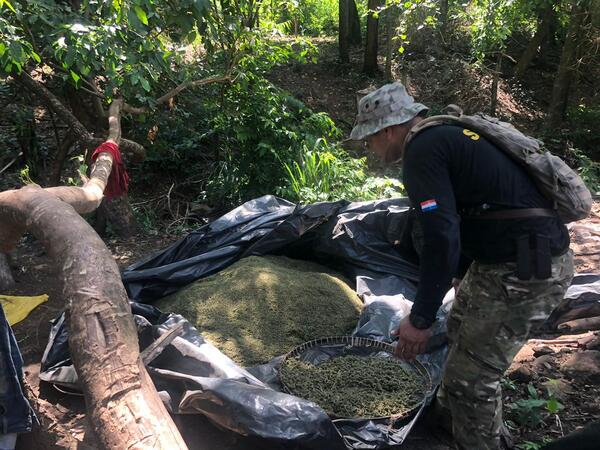 Senad generó un golpe de 435.000 dólares al narcotráfico eliminando 14,5 toneladas de marihuana - .::Agencia IP::.