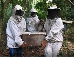 Producen miel de alta pureza mediante apicultura sostenible