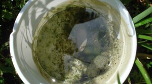 Diario HOY | Dengue: Eliminar criaderos tras cada lluvia es fundamental