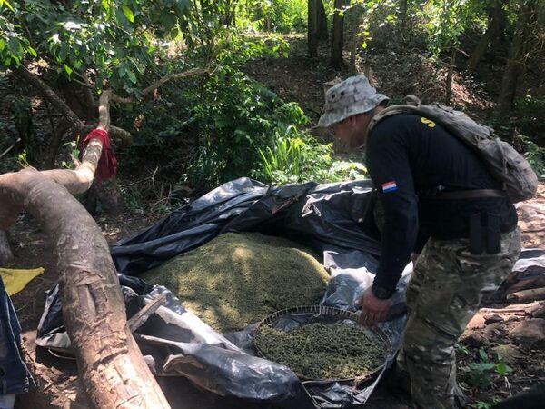 SENAD elimina 14,5 toneladas de marihuana em Aquidaban Cañada