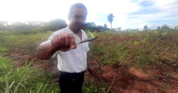 Ataque de marandova a plantación de mandioca preocupa a productores  - Nacionales - ABC Color