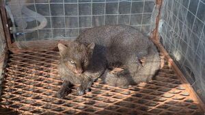 Rescatan un gato moro en Concepción