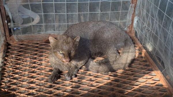 Rescatan un gato moro en Concepción