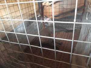 Entregan al MADES felino rescatado | Radio Regional 660 AM