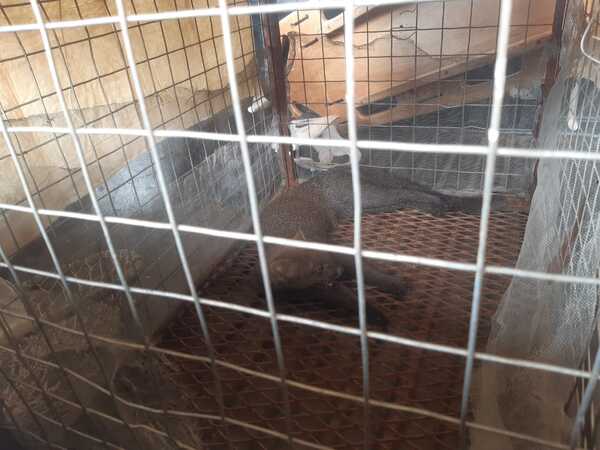 Entregan al MADES felino rescatado | Radio Regional 660 AM