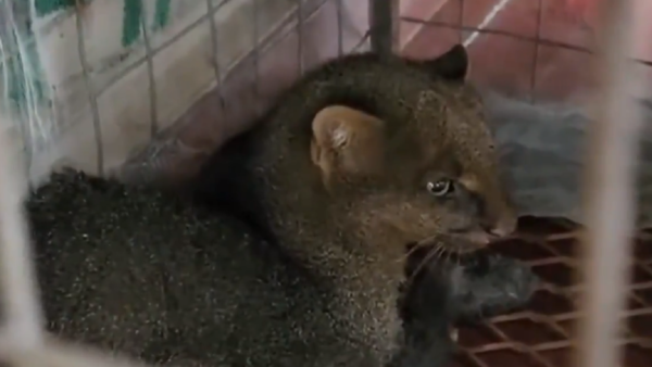 Rescatan y liberan a un jaguarundí en Concepción
