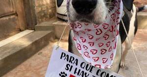 La Nación / La responsabilidad de adoptar un perro