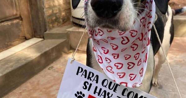La Nación / La responsabilidad de adoptar un perro