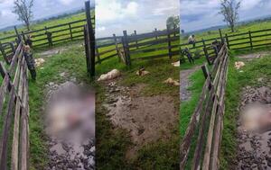 Nuevamente roban y faenan tres vacas en Caaguazú – Prensa 5