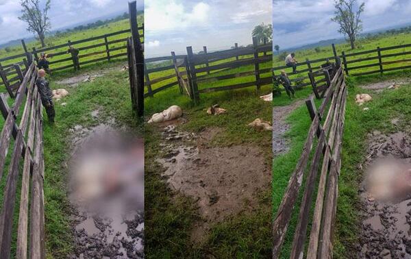 Nuevamente roban y faenan tres vacas en Caaguazú – Prensa 5