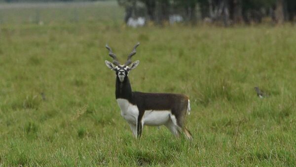 Estancia se convierte en reserva con animales nativos y exóticos libres