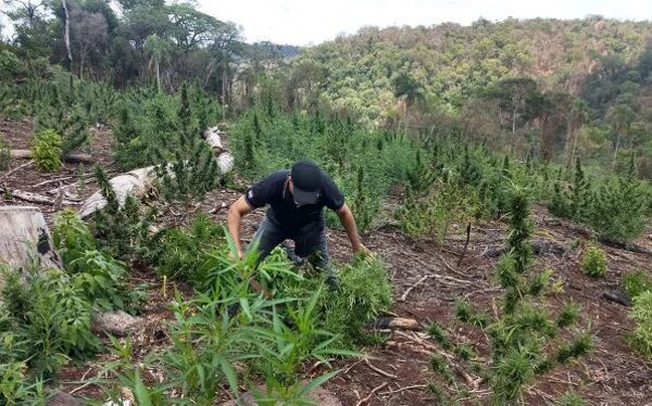 SENAD articula acciones por cultivo de marihuana en la Reserva San Rafael