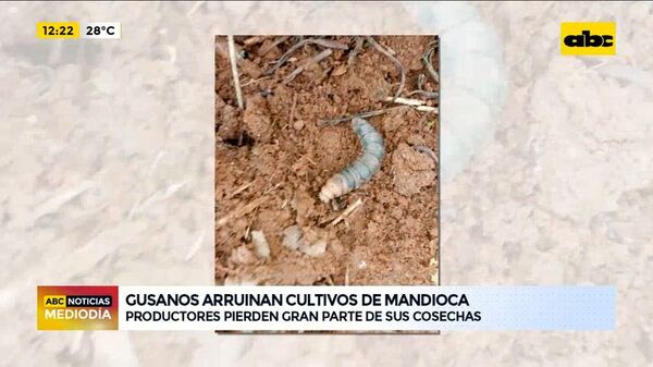 Gusanos arruinan cultivos de mandioca - ABC Noticias - ABC Color