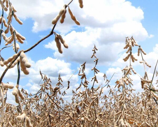 Últimas lluvias llevan alivio a la producción de la soja y el maíz