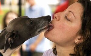 Diario HOY | Los besos de perro pueden contagiar una superbacteria letal para los humanos