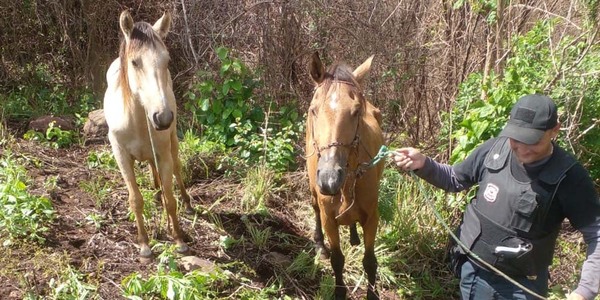  INTENTARON HURTAR CABALLOS EN ALTO VERÁ - Itapúa Noticias