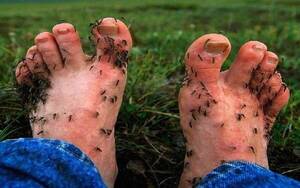 Crónica / Con tanta lluvia preocupa la invasión de ñati'u, cháke la dengue he'i Salud